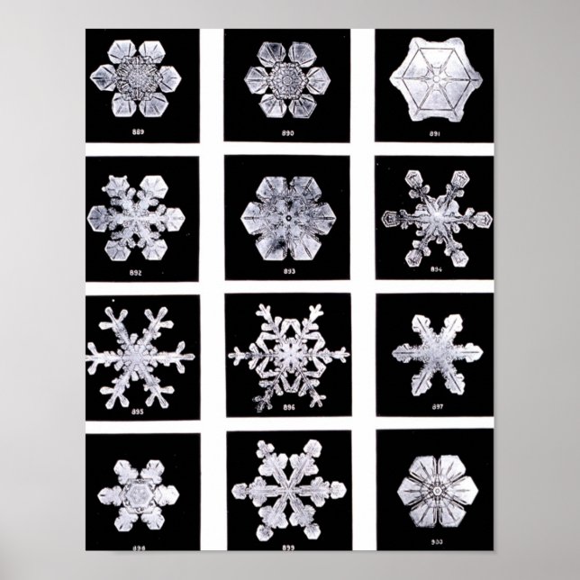 Póster Wilson Bentley Snowflakes (Frente)