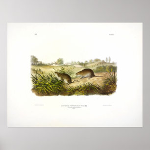 Poster Wilson's Meadow Mouse (Meadow Vole), de Audubon