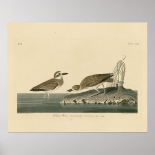 Poster Wilson's Plover from Audubon's Birds of America