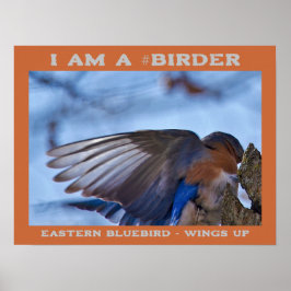 Poster Wings Up Eastern Bluebird Birder