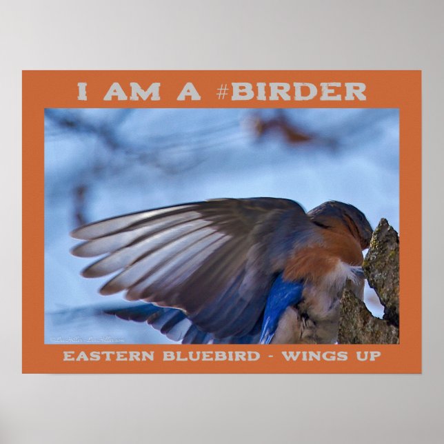 Poster Wings Up Eastern Bluebird Birder (Frente)