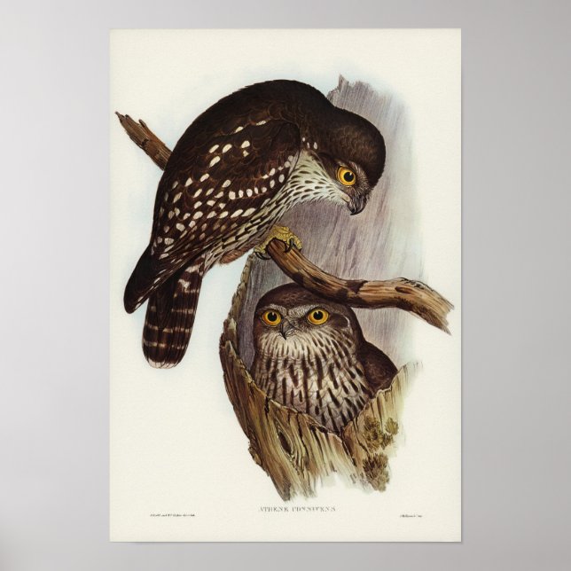 Poster Winking Owl por Elizabeth Gould (Frente)