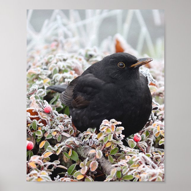 Poster Winter Blackbird (Frente)