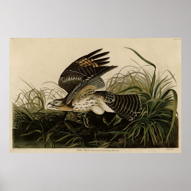 Poster Winter Hawk, Pássaros da América de John James Aud (Frente)