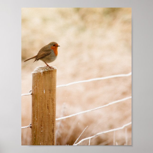 Poster Winter Robin Redbreast (Frente)