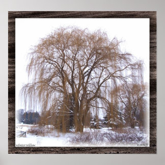 Póster Winter Willow- Matted
