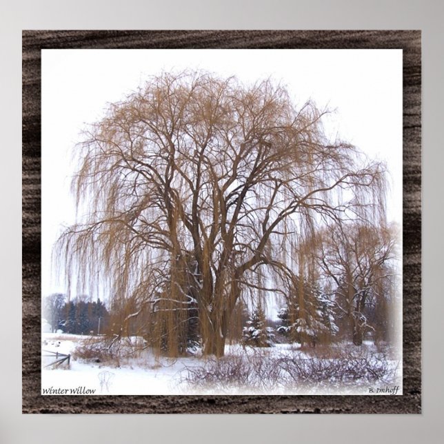 Póster Winter Willow- Matted (Frente)