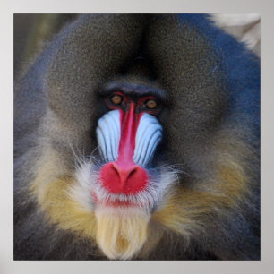 Póster Wise Mandrill Monkey