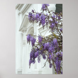 Poster Wisteria, Casa Histórica Charleston Carolina do Su
