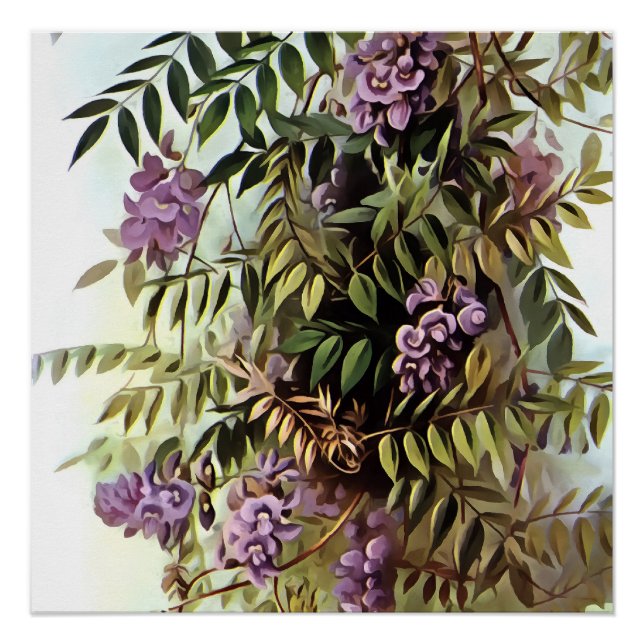 Póster Wisteria Frutescens Pintura Botânica (Frente)