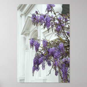 Poster Wisteria, Old Church, Charleston, Carolina do Sul