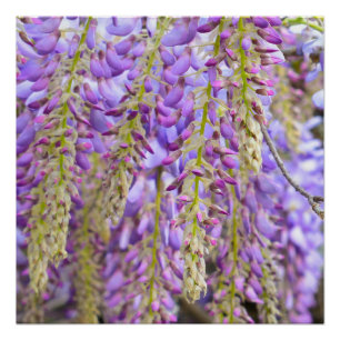 Póster Wisteria Purple Floral Flor Tree Violet