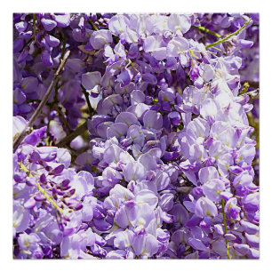 Póster Wisteria Purple Floral Flor Tree Violet
