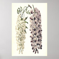 Wisteria Sinensis Arte Botânica Isolada Em Branco
