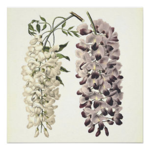 Póster Wisteria Sinensis Arte Botânica Isolada Em Branco