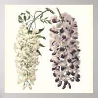 Wisteria Sinensis Arte Botânica Isolada Em Branco