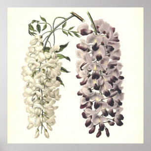 Poster Wisteria Sinensis Arte Botânica Isolada Em Branco