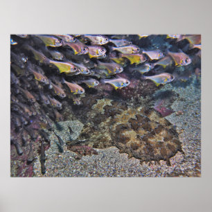 Poster Wobbegong e Sweepers
