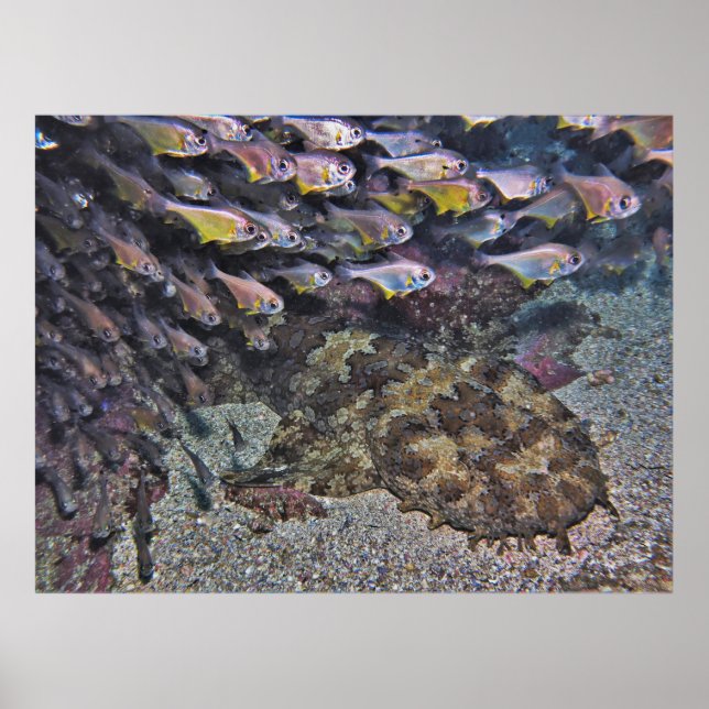 Poster Wobbegong e Sweepers (Frente)