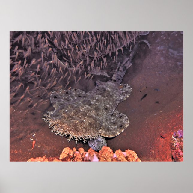 Poster Wobbegong em Raja Ampat (Frente)