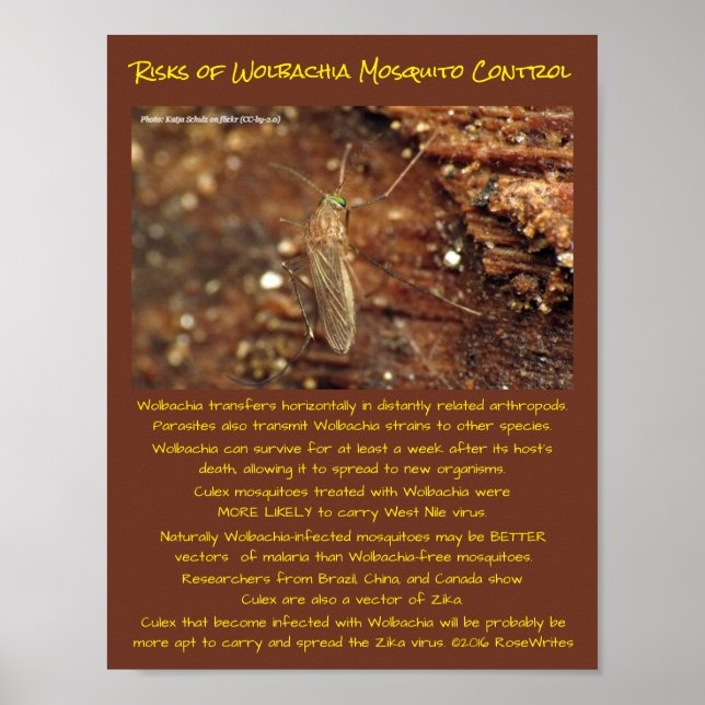 Poster Wolbachia Mosquito Control Riscos de RoseWrites (Frente)