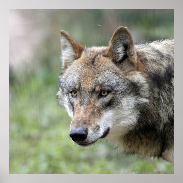 Póster Wolf 001 (Frente)