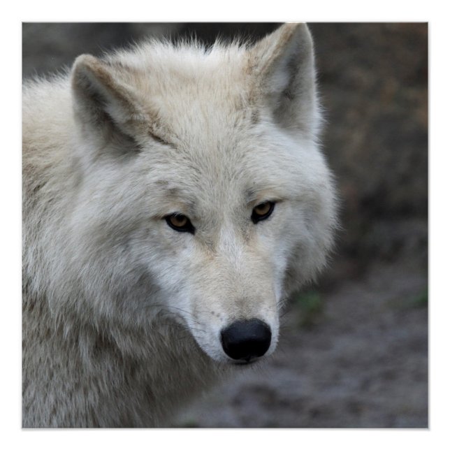 Póster Wolf_015 (Frente)