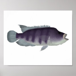Poster Wolf Cichlid