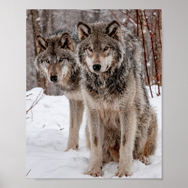Poster Wolf Cinza Oriental (Frente)