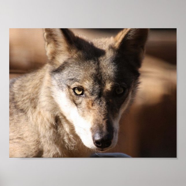 Póster Wolf Cub (Frente)