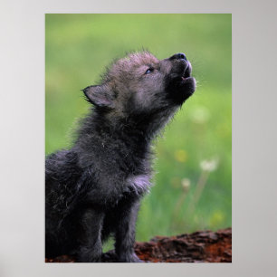 Póster Wolf Cub Howling