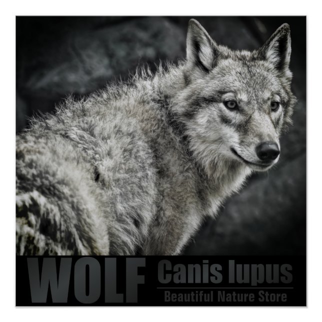 Póster WOLF：Glossy Poster (Frente)