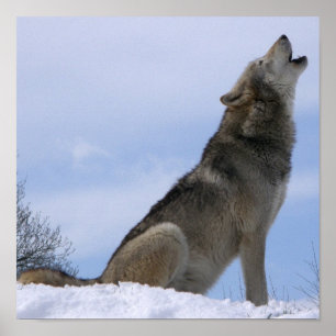 Póster Wolf Howling, Cinza de inverno