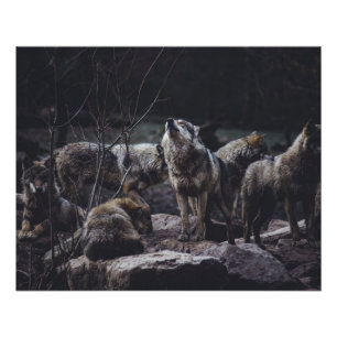 Póster Wolf Pack
