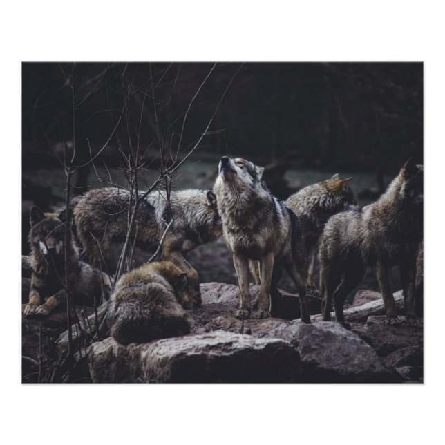 Póster Wolf Pack (Frente)