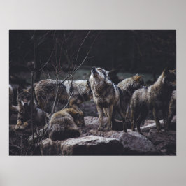 Poster Wolf Pack