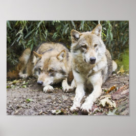 Poster Wolf Pair Descansando na Floresta Selvagem