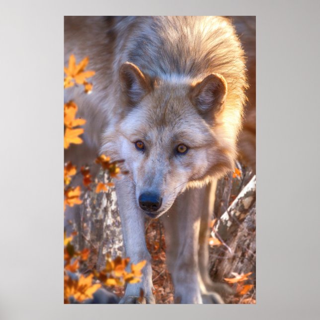 Poster Wolf Puppy AUTUMN COLORS (Frente)