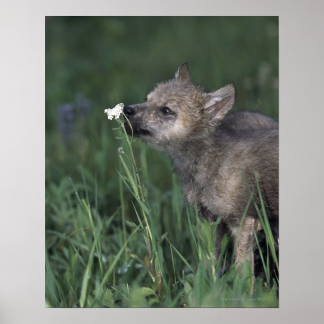 Póster Wolf Puppy Sniffing Mountain (Frente)