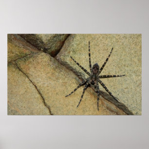 Póster Wolf Spider