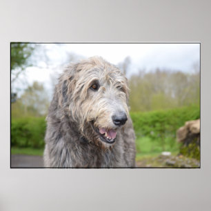 Póster Wolfhound irlandês bonito
