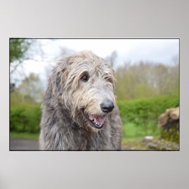 Póster Wolfhound irlandês bonito (Frente)