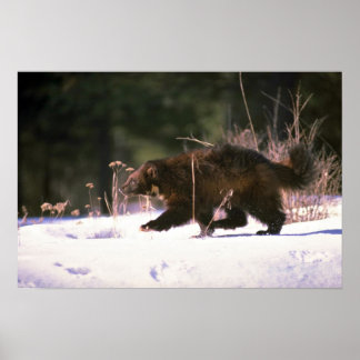 Póster Wolverine correndo pela neve