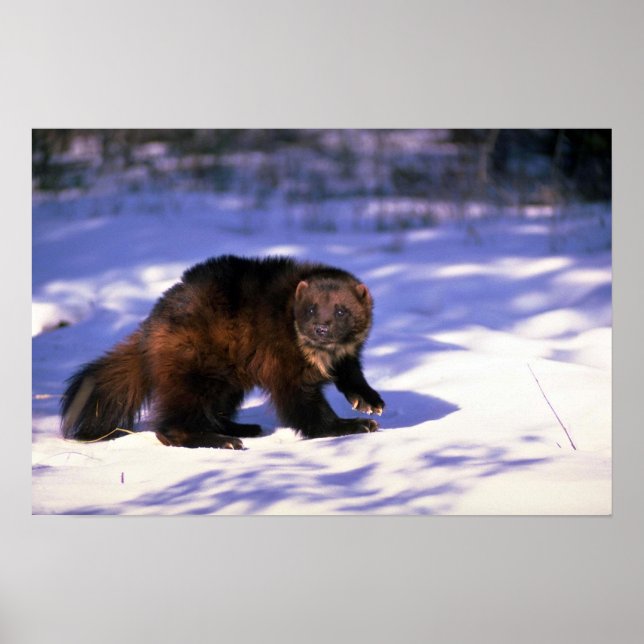 Póster Wolverine na neve (Frente)