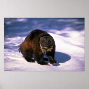 Póster Wolverine na neve