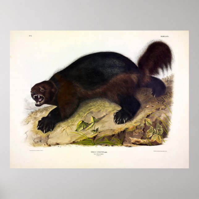 Poster Wolverine ou Wolverene (Gulo gulo) por Audubon (Frente)