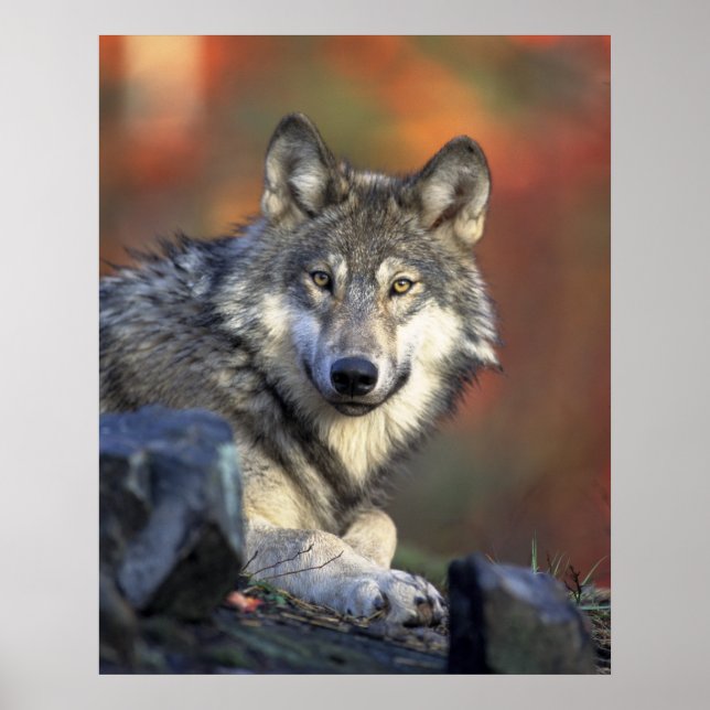Póster Wolves Cinza Wolf Canis_lupus (Frente)