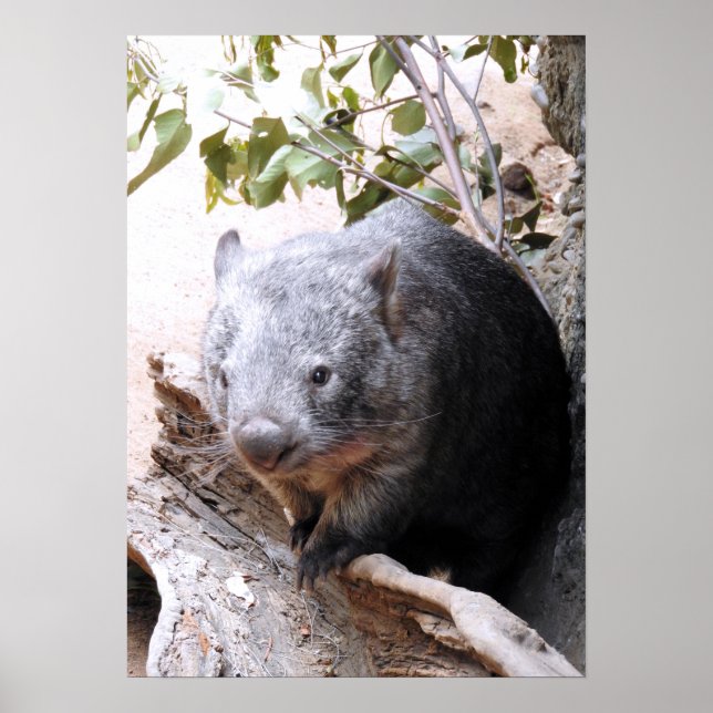 Poster Wombat (Frente)