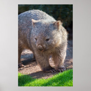 Poster Wombat Adorável