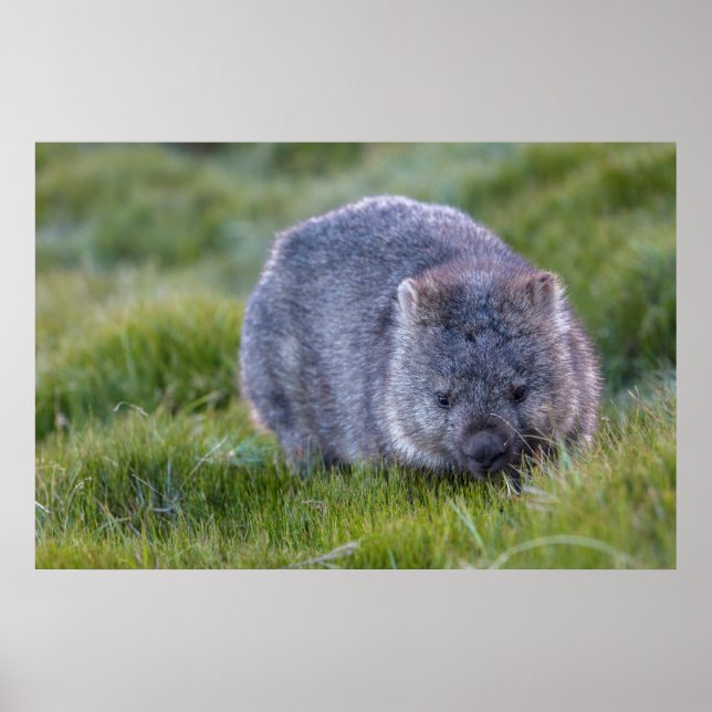 Poster Wombat Austrália (Frente)